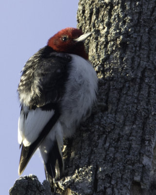 Red Head Kilbuck 3.jpg