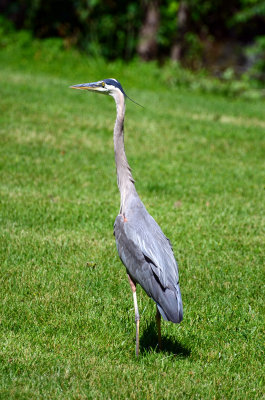 Blue Heron