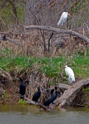 Double-Crested Cormorant and Great Egret