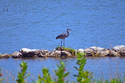 Blue Heron