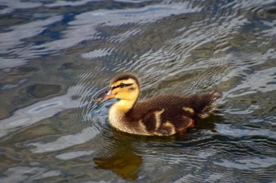 Mallard chick