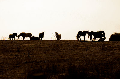 Horses on a Hill
