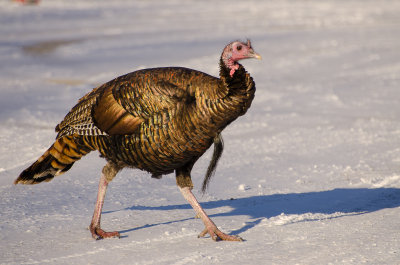 a shot of Wild Turkey