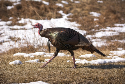  a shot of Wild Turkey