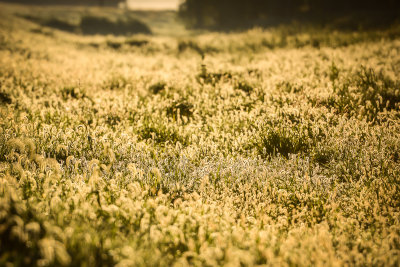 A Weedy Field