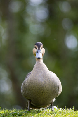 Wildfowl & Wetlands Trust 2014
