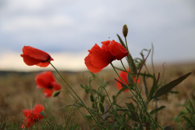 Thiepval