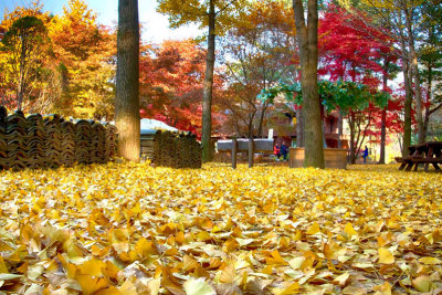 Fall Foliage, Nami Island, South Korea