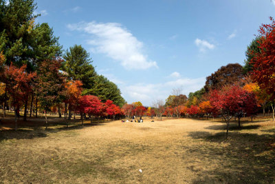 Fall Foliage, Nami Island, South Korea