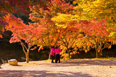 Fall Foliage, Naejangsan, South Korea
