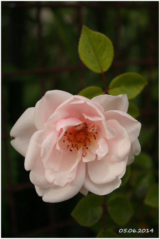 IMG_0747 RَE PH.jpg