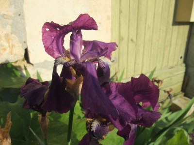 Got to end with an iris - of course