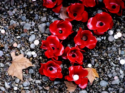 Leaves and donations falling on the poppies