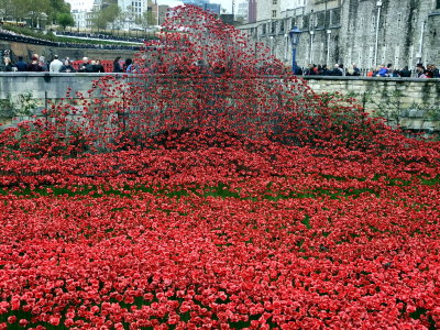 A tidal wave of poppies