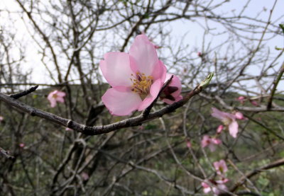 Santiago del Teidi - almond blossom
