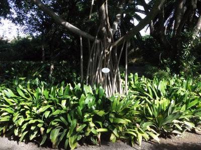 Pandanus utilis - with dangly aerial roots