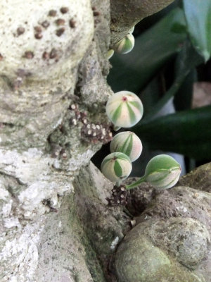 Ficus aspera - with knobs on!