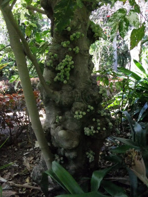 Ficus aspera - again