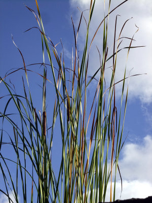 Tall reeds against a blue sky