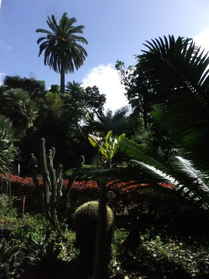 Jardin Botanico, Puerto de la cruz. Lovely tropical garden
