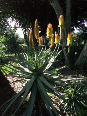 Aloe ferox