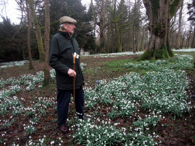 Snowdrops at Colesborne and Painswick 2014