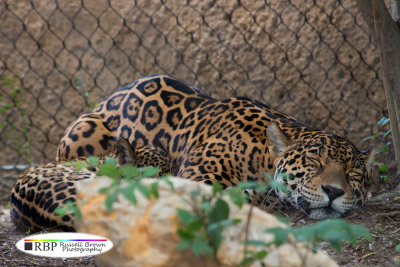 DSC_4628.1000.jpg