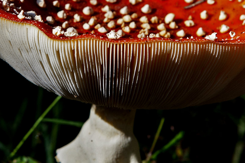 Amanita muscaria