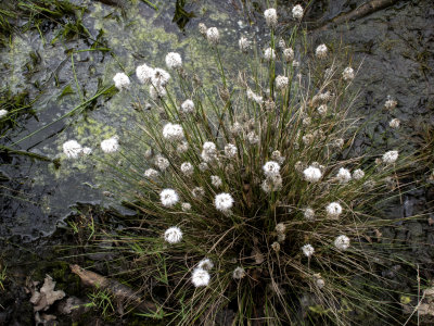 Wollegras, Eriophorum, Cotton grass