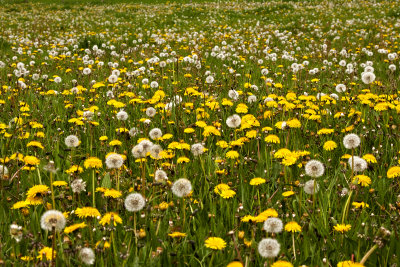 Field with spring flowers, Drenthe Netherlands