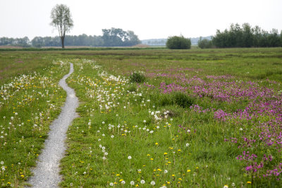 Spring along the Hunze, Drenthe Netherlands
