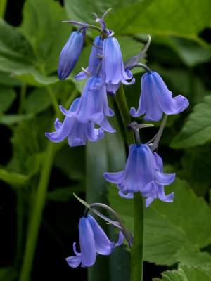 Wilde hyacint, Hyacintoides non-scripta, Blue bell