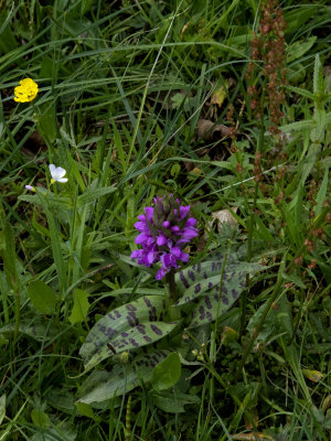 Gevlekte orchidee, Dactylorhiza maculata, Heath spotted-orchid