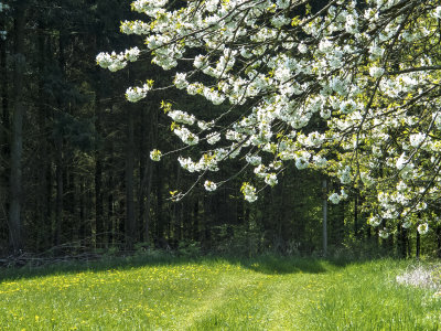 Spring in Thuringen, Germany 2016