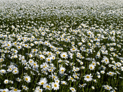 Flowers and Trees