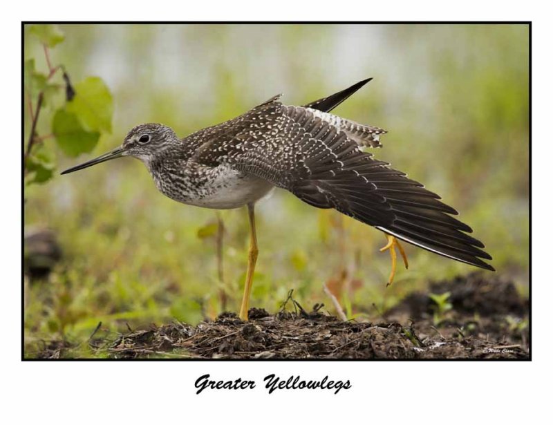 Greater Yellowlegs