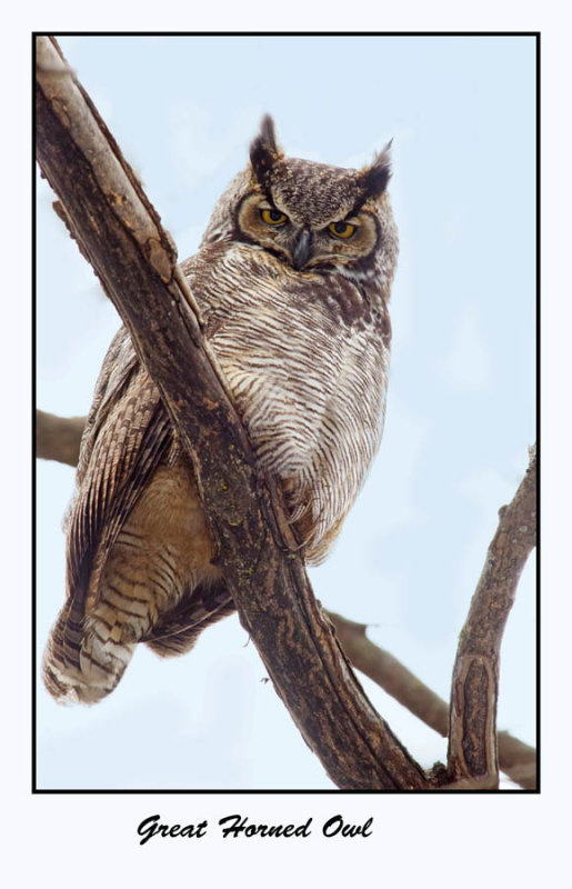 Great Horned Owl