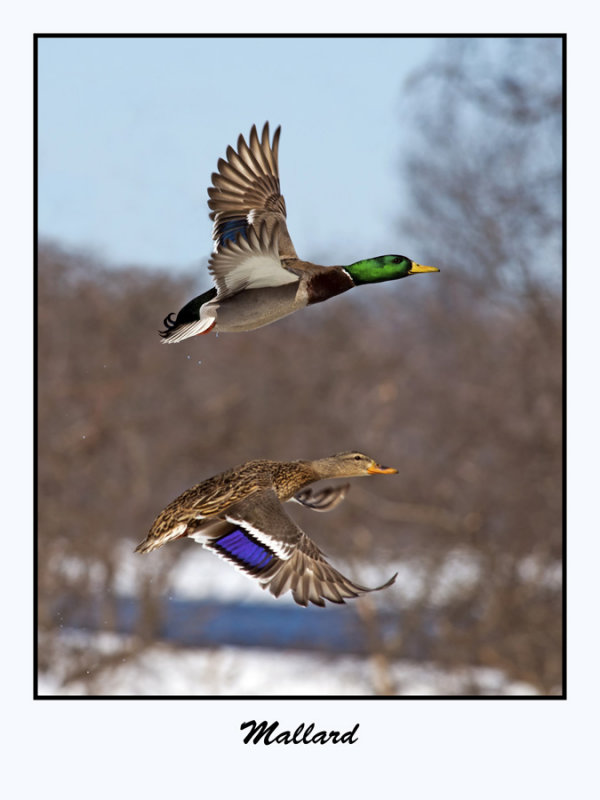 Mallard