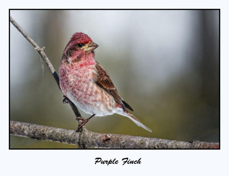 Purple Finch