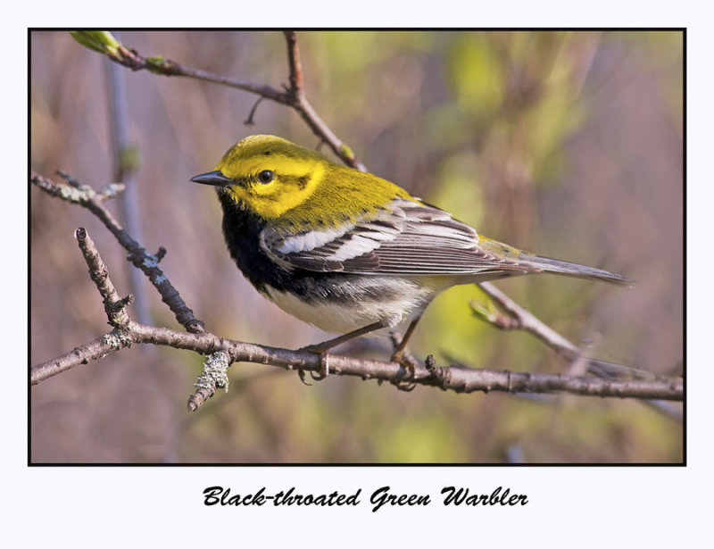 Black-throated Green Warbler