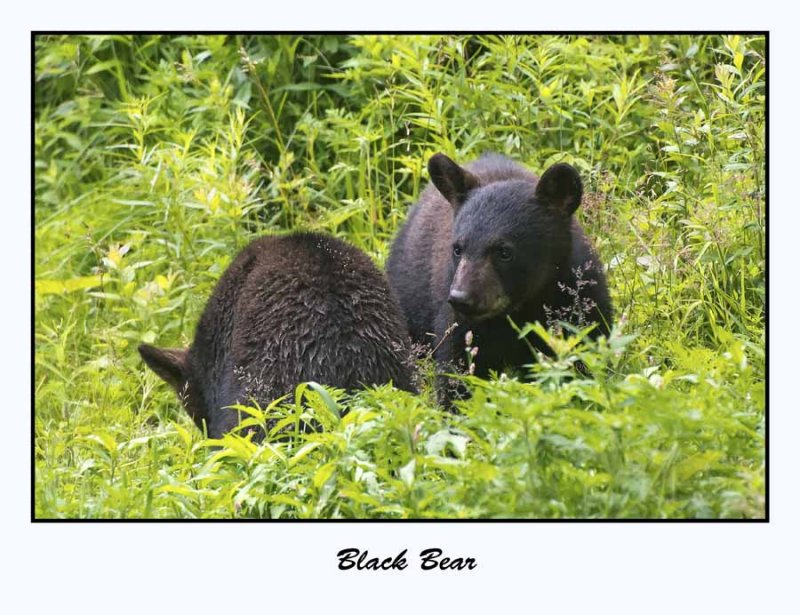 Black Bear