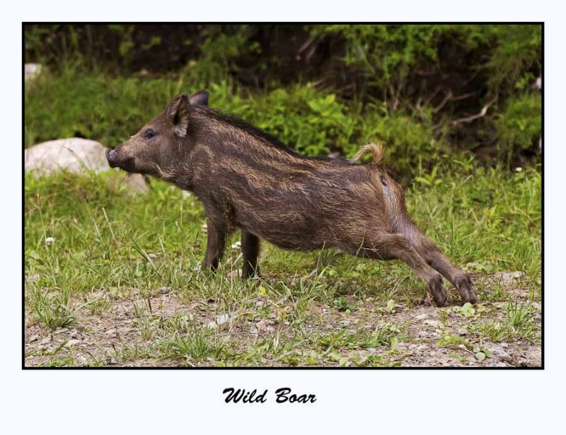 Wild Boar