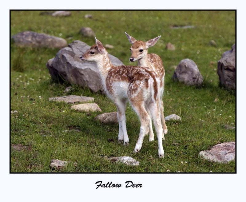 Fallow Deer