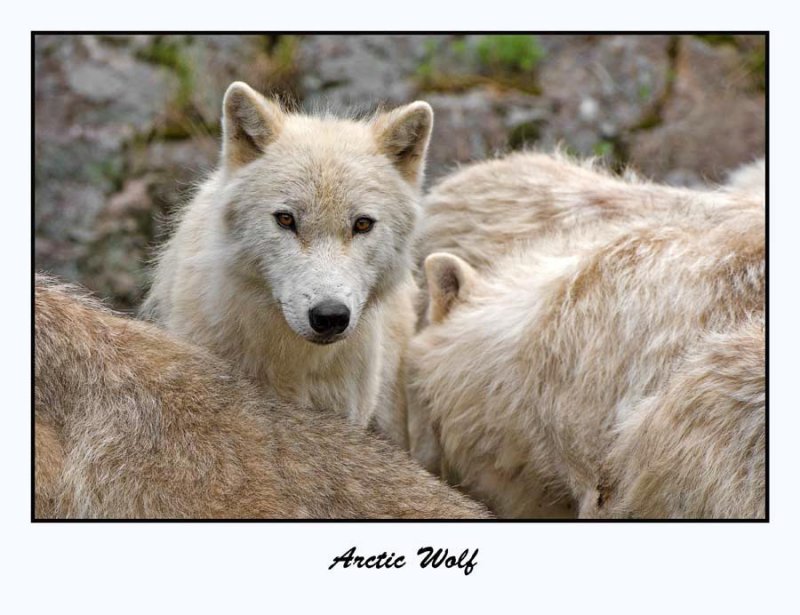Arctic Wolf