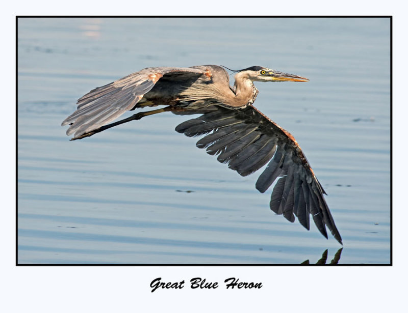 Great Blue Heron