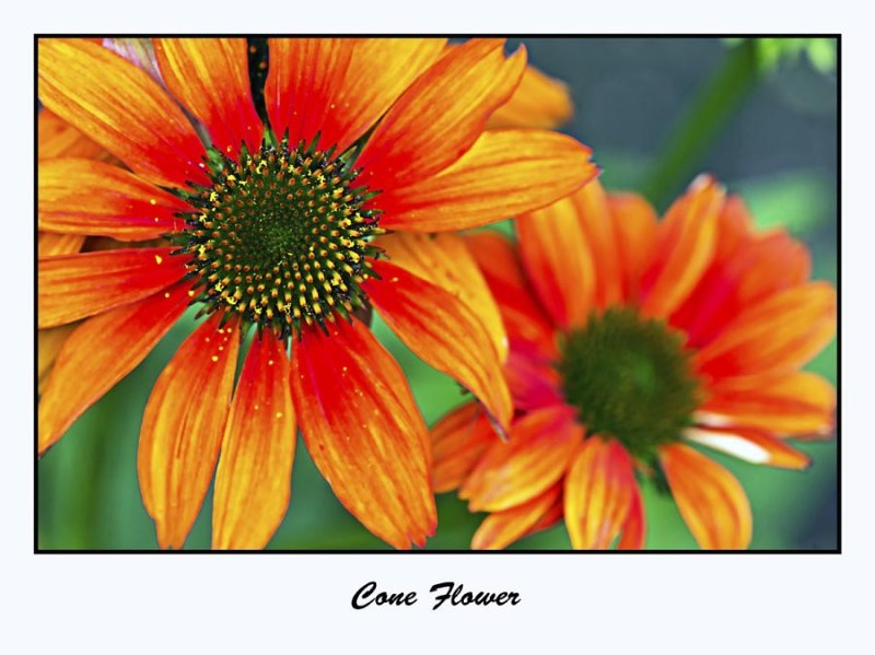 Cone Flower