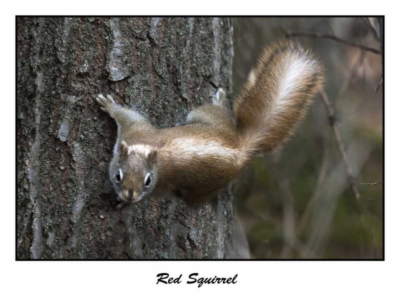 Red Squirrel