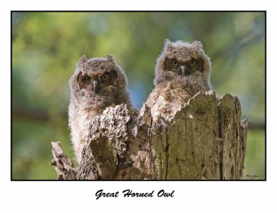 Great Horned Owl