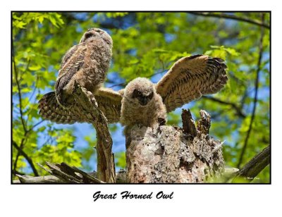 Great Horned Owl