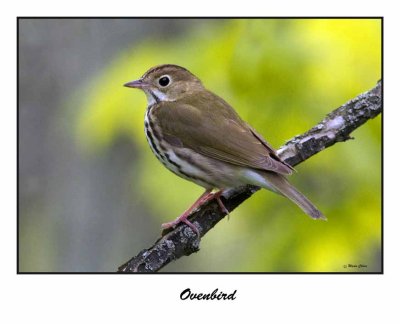 Ovenbird